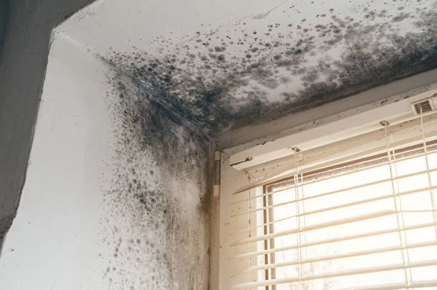Affordable Black Mold Remediation solutions in Tracys Landing, MD