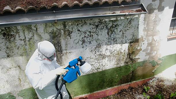 Top rated local Black Mold Remediation specialists in Tracys Landing, MD